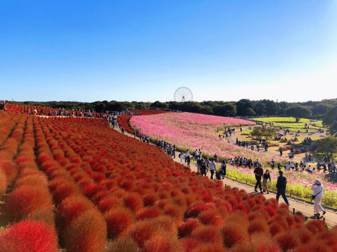 国営ひたち海浜公園